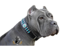 Aquamarine Blue Dog Collar
